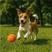 Alfie Pet Ball - Accessories,Pets